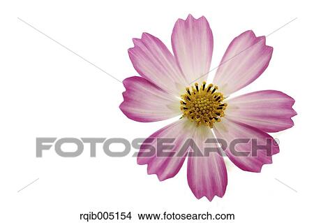 Cosmos View Large Photo Image Picture - Cosmos. Fotosearch