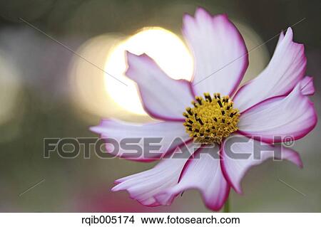 Picture - Cosmos. Fotosearch