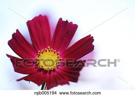 Picture - Cosmos. Fotosearch