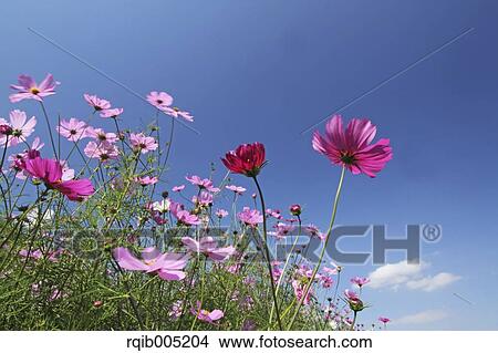 Picture - Cosmos. Fotosearch