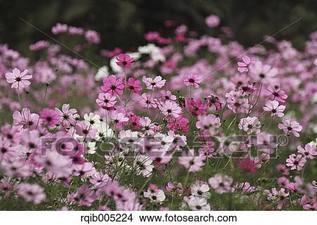Cosmos View Large Photo Image Picture - Cosmos. Fotosearch
