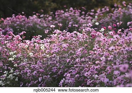 Picture - Cosmos. Fotosearch