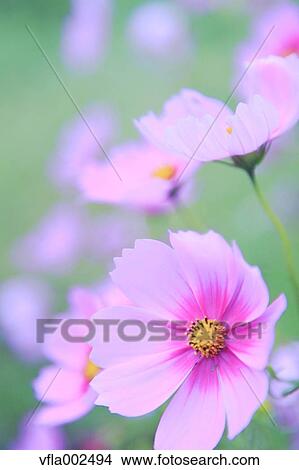 Picture - Cosmos. Fotosearch