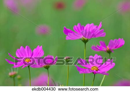 Stock Image - Cosmos. Fotosearch