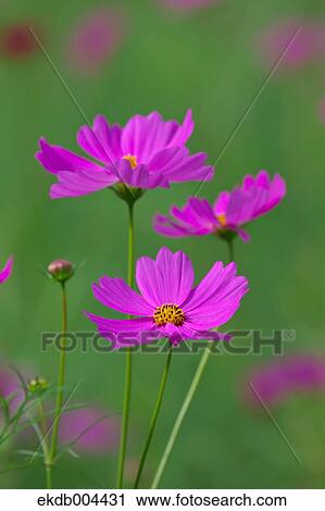 Cosmos View Large Photo Image Stock Image - Cosmos. Fotosearch