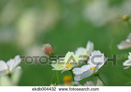 Cosmos View Large Photo Image Stock Image - Cosmos. Fotosearch