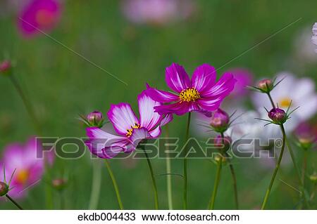 Cosmos View Large Photo Image Stock Image - Cosmos. Fotosearch