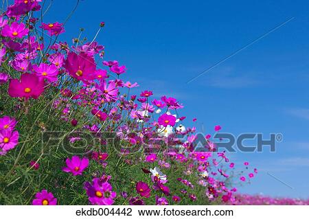 Cosmos View Large Photo Image Stock Image - Cosmos. Fotosearch
