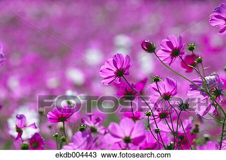 Cosmos View Large Photo Image Stock Image - Cosmos. Fotosearch