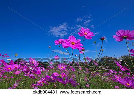 Stock Image - Cosmos. Fotosearch
