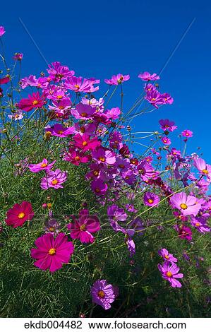 Stock Image - Cosmos. Fotosearch