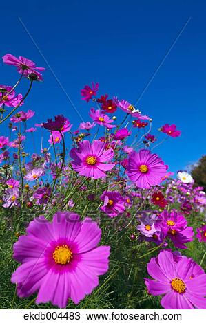 Stock Image - Cosmos. Fotosearch