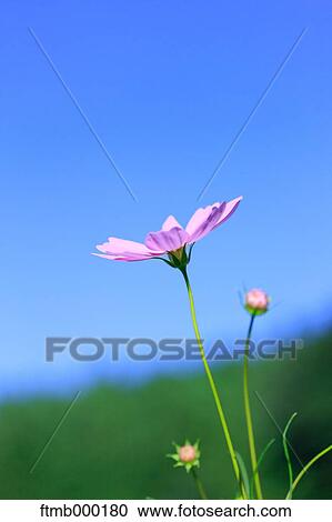 Stock Image - Cosmos. Fotosearch