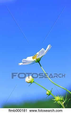 Cosmos View Large Photo Image Stock Image - Cosmos. Fotosearch