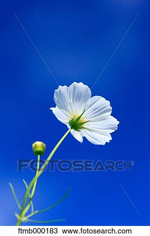 Cosmos View Large Photo Image Stock Image - Cosmos. Fotosearch