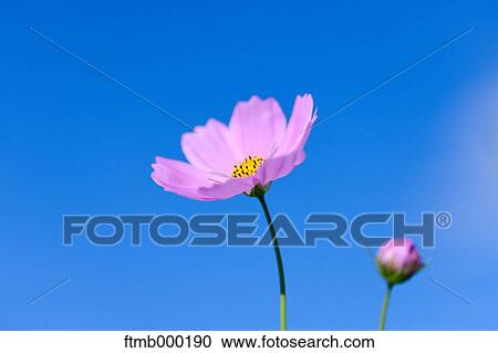 Stock Image - Cosmos. Fotosearch