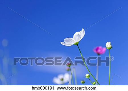 Stock Image - Cosmos. Fotosearch