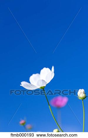 Cosmos View Large Photo Image Stock Image - Cosmos. Fotosearch