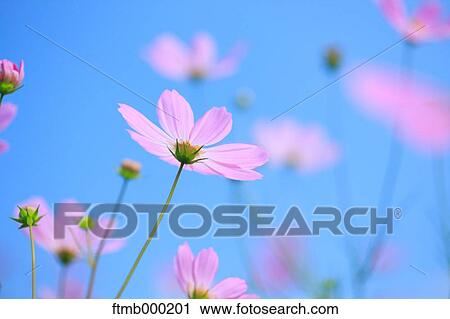 Stock Image - Cosmos. Fotosearch