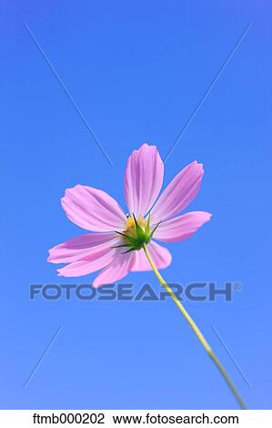 Stock Image - Cosmos. Fotosearch
