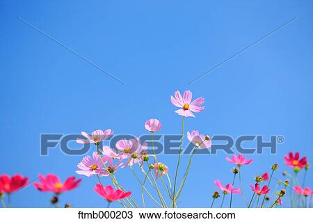 Cosmos View Large Photo Image Stock Image - Cosmos. Fotosearch