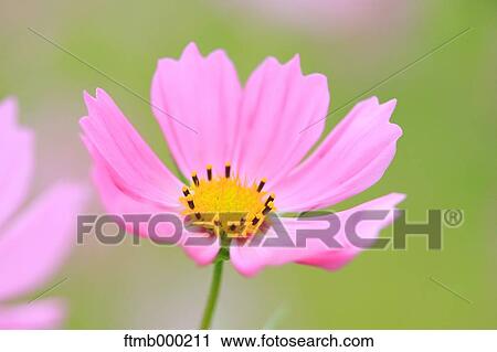 Cosmos View Large Photo Image Stock Image - Cosmos. Fotosearch