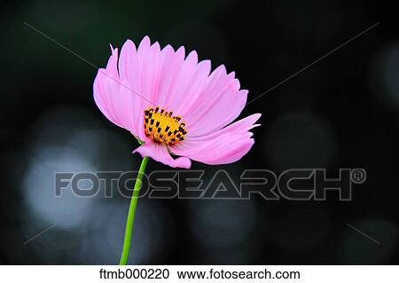 Cosmos View Large Photo Image Stock Image - Cosmos. Fotosearch