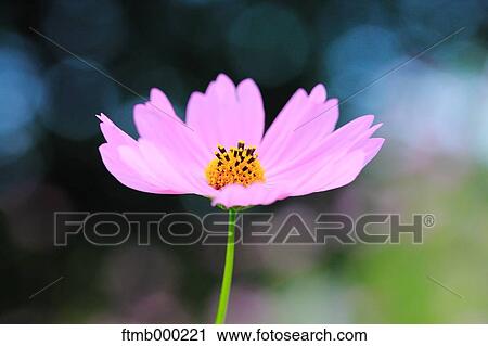 Stock Image - Cosmos. Fotosearch