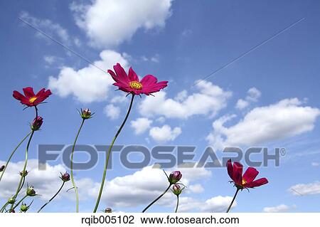 Stock Image - Cosmos. Fotosearch
