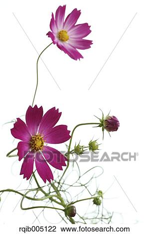 Cosmos View Large Photo Image Stock Image - Cosmos. Fotosearch