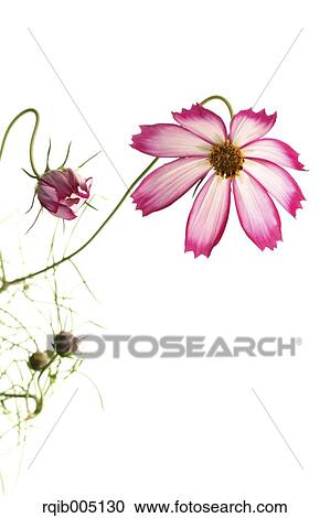 Stock Image - Cosmos. Fotosearch