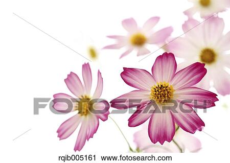 Stock Image - Cosmos. Fotosearch