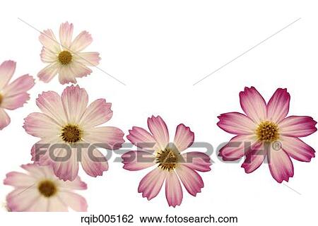 Stock Image - Cosmos. Fotosearch
