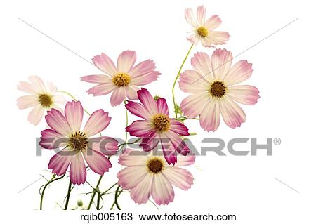 Cosmos View Large Photo Image Stock Image - Cosmos. Fotosearch