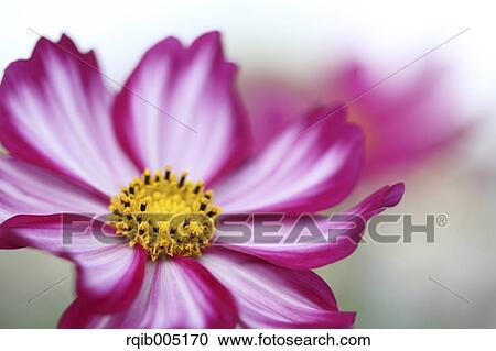 Stock Image - Cosmos. Fotosearch