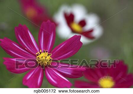 Stock Image - Cosmos. Fotosearch