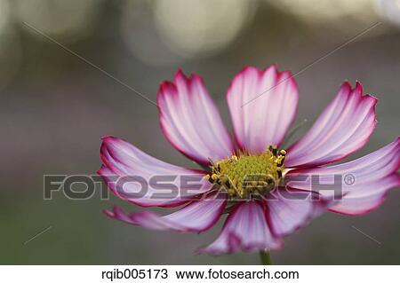 Stock Image - Cosmos. Fotosearch