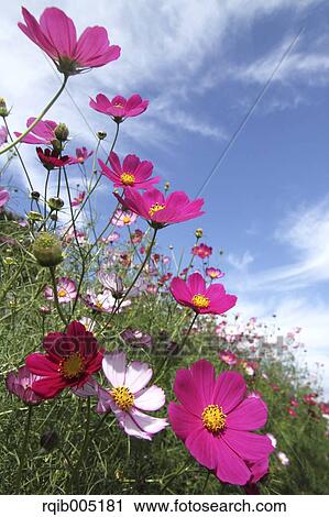 Cosmos View Large Photo Image Stock Image - Cosmos. Fotosearch