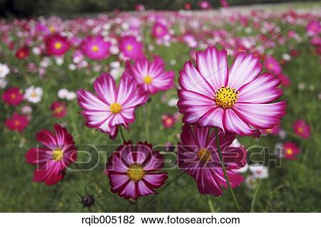 Stock Image - Cosmos. Fotosearch
