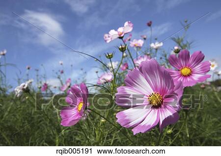 Cosmos View Large Photo Image Stock Image - Cosmos. Fotosearch