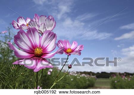 Stock Image - Cosmos. Fotosearch