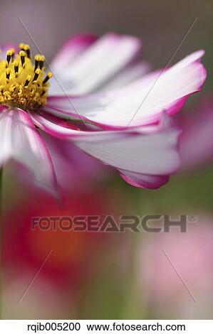 Stock Image - Cosmos. Fotosearch
