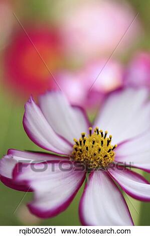 Cosmos View Large Photo Image Stock Image - Cosmos. Fotosearch