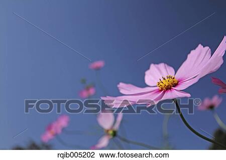 Cosmos View Large Photo Image Stock Image - Cosmos. Fotosearch