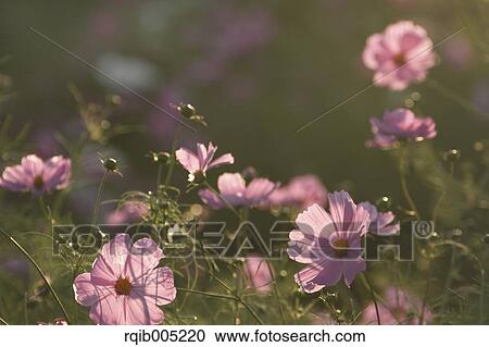 Cosmos View Large Photo Image Stock Image - Cosmos. Fotosearch