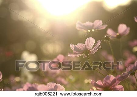 Cosmos View Large Photo Image Stock Image - Cosmos. Fotosearch
