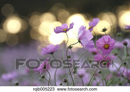 Cosmos View Large Photo Image Stock Image - Cosmos. Fotosearch
