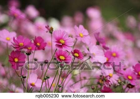 Stock Image - Cosmos. Fotosearch