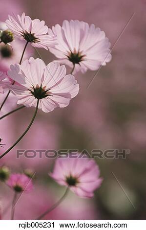 Stock Image - Cosmos. Fotosearch
