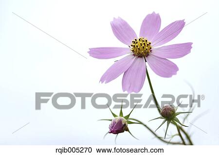 Stock Image - Cosmos. Fotosearch